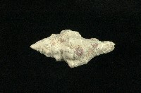 藏品(多稜旋螺)的圖片